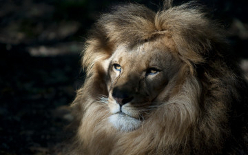 Картинка животные львы царь природа лев
