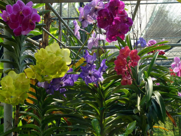 Обои картинки фото цветы, орхидеи, оранжерея, желтые, красные, розовые