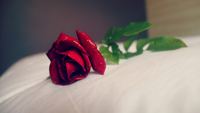Обои картинки фото цветы, розы, роза, красная, капли
