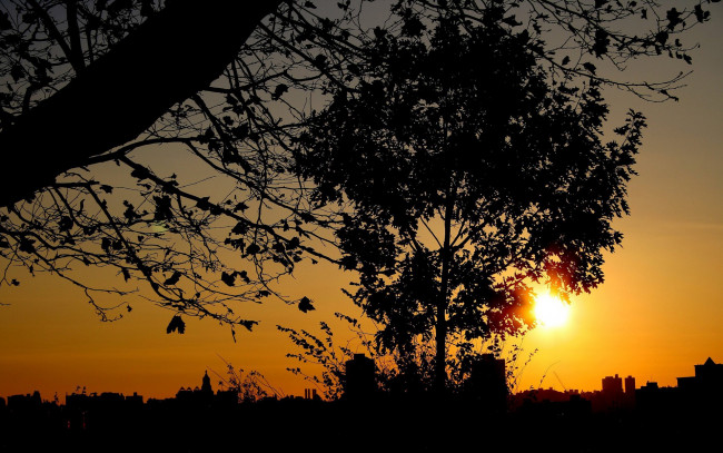 Обои картинки фото природа, восходы, закаты, вечер, солнце, свет, дерево