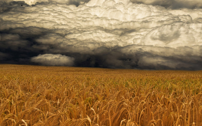 Обои картинки фото storm, coming, природа, стихия, поле, тучи, буря