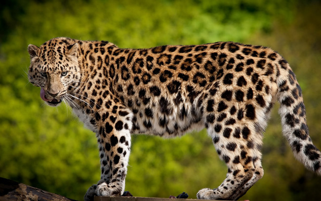 Обои картинки фото животные, леопарды, профиль, взгляд, морда, леопард