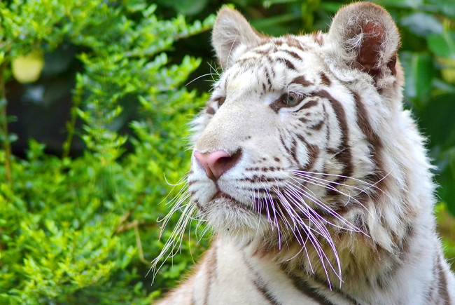 Обои картинки фото животные, тигры, белый, тигр, морда, взгляд, усы