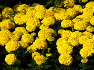 Картинка цветы бархатцы чернобривцы
