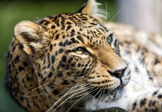 Картинка животные леопарды морда портрет