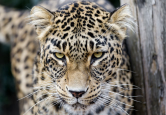 Картинка животные леопарды взгляд кошка