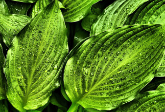 Картинка природа листья зеленый капли макро