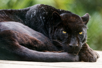 Картинка животные пантеры черная кошка