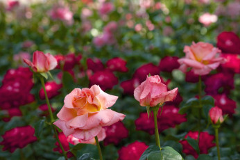 Картинка цветы розы много розарий