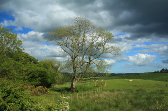 Картинка природа деревья облака поле