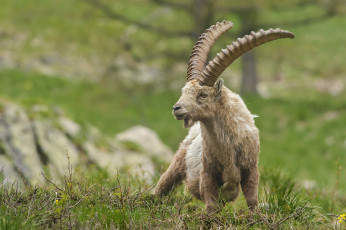 Картинка животные козы рога ибекс альпийский козёл