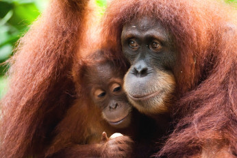 Картинка животные обезьяны орангутанг чувства