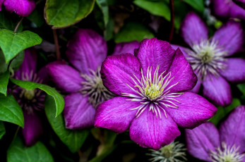 Картинка цветы клематис ломонос фиолетовый