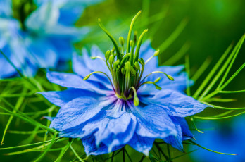Картинка цветы нигелла синий чернушка