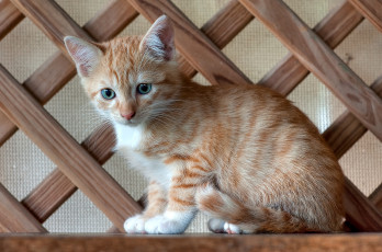 Картинка животные коты рыжик котенок