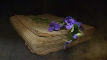 Картинка цветы фиалки книга