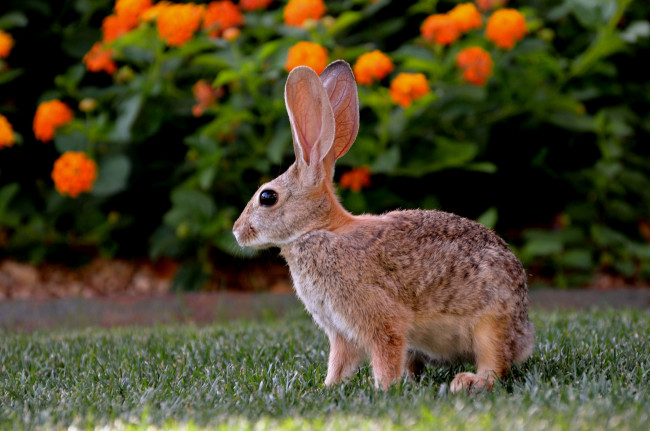 Обои картинки фото животные, кролики, зайцы, лужайка, заяц