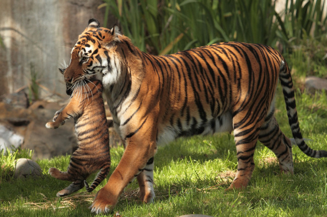 Обои картинки фото животные, тигры, мама, переноска