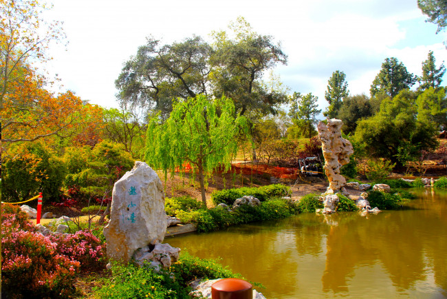 Обои картинки фото botanical, garden, san, marino, california, природа, парк, растения, водоем, деревья, цветы