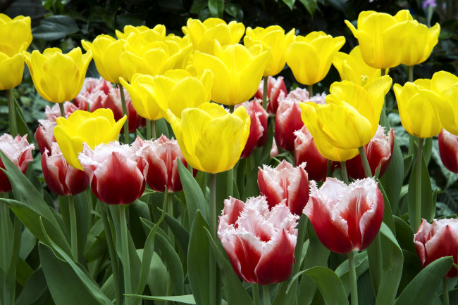 Обои картинки фото цветы, тюльпаны, разноцветный