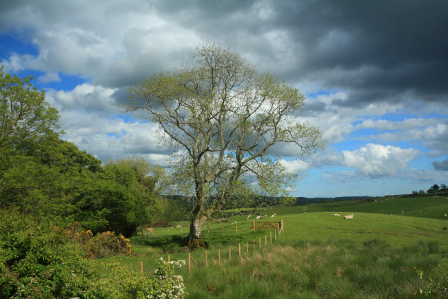 Обои картинки фото природа, деревья, облака, поле