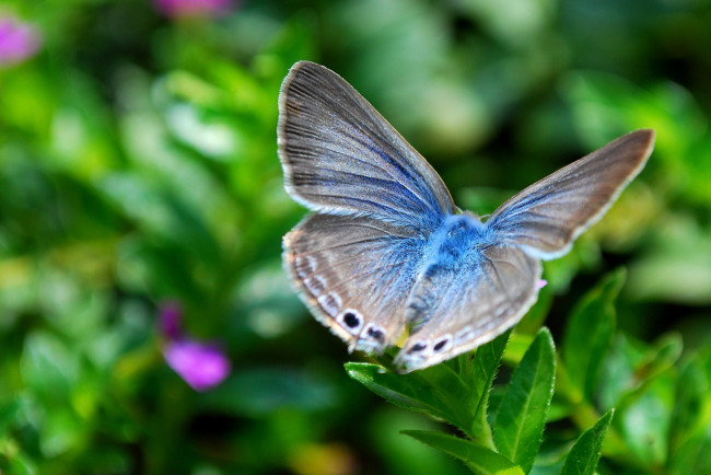 Обои картинки фото животные, бабочки, голубянка, крылья