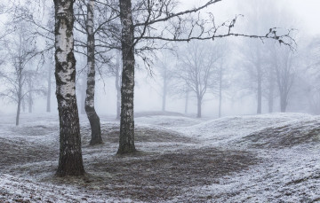 Картинка природа лес березы снег