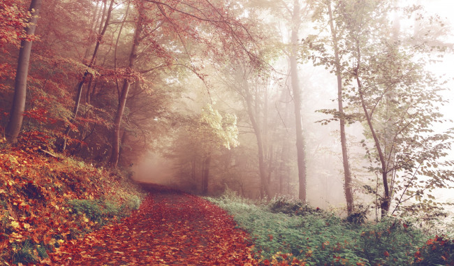 Обои картинки фото природа, дороги, туман, дорога, лес