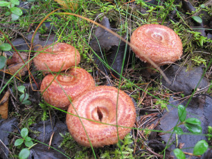 Картинка волнушки природа грибы