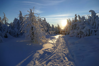 Картинка природа зима лес снег свет утро