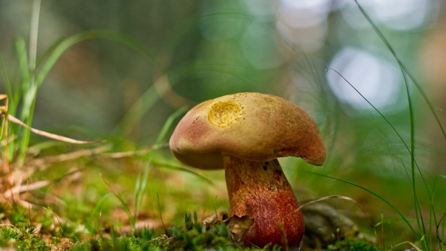 Обои картинки фото природа, грибы, старый, гриб