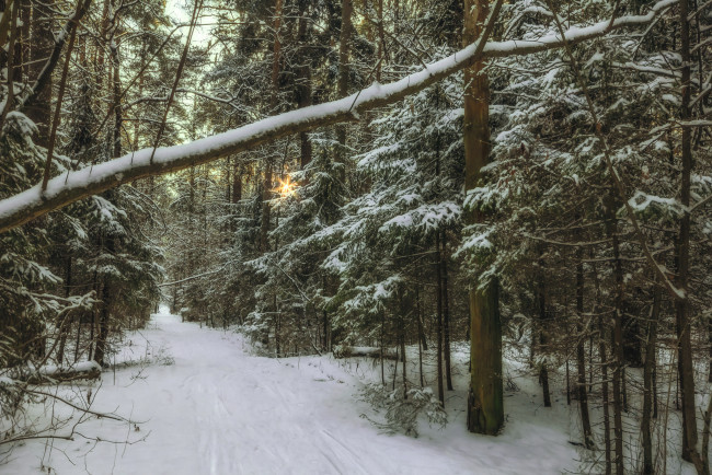 Обои картинки фото природа, зима, деревья