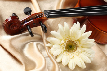 обоя музыка, -музыкальные инструменты, цветок, скрипка