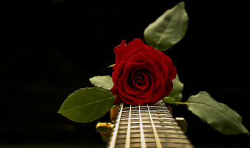 обоя музыка, -музыкальные инструменты, гриф, роза, гитара