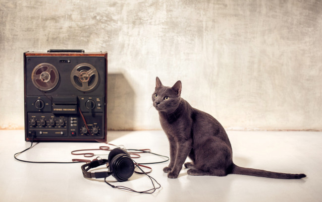 Обои картинки фото музыка, -другое, наушники, магнитофон, кошка