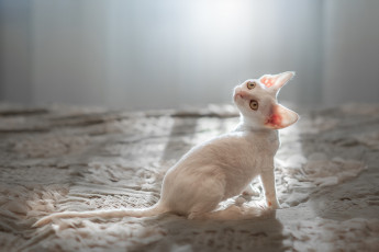 Картинка животные коты котёнок корниш-рекс ушки