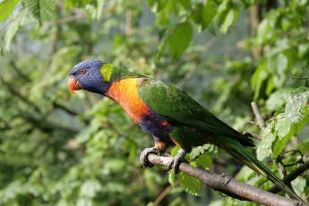 Картинка животные попугаи ара попугай