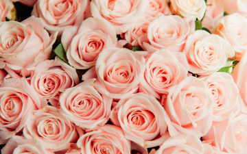 Картинка цветы розы бутоны