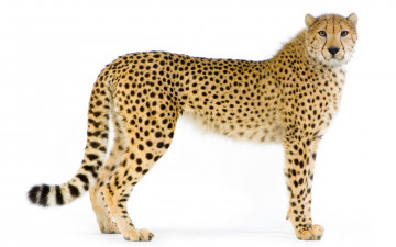 Картинка животные леопарды леопард
