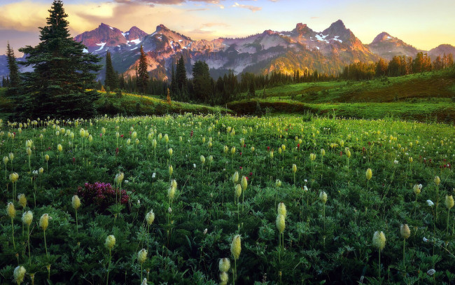 Обои картинки фото природа, луга, горы, луг, цветы