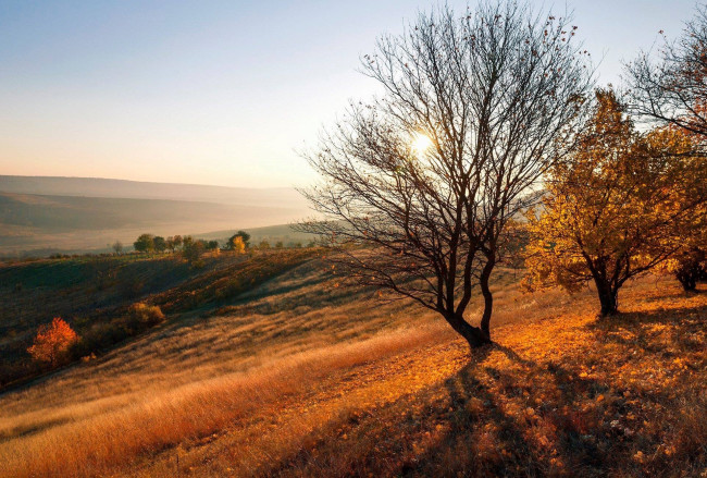 Обои картинки фото природа, деревья, дерево