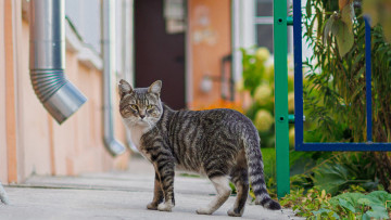 обоя животные, коты, кот, кошак, котяра