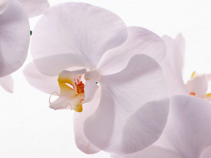 обоя homeflower, цветы, орхидеи