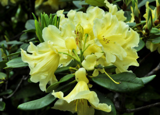 Картинка цветы рододендроны азалии азалия