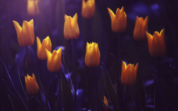 Картинка цветы тюльпаны юльпаны