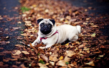 Картинка животные собаки листья осень собака