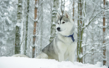 Картинка животные собаки собака хаск зима