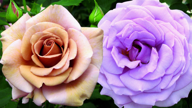Обои картинки фото цветы, розы, фиолетовая, кремовая
