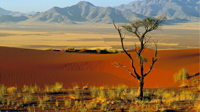 Обои картинки фото природа, пустыни, пустыня, дерево, трава, барханы, горы