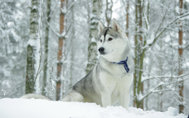 Обои картинки фото животные, собаки, собака, хаск, зима